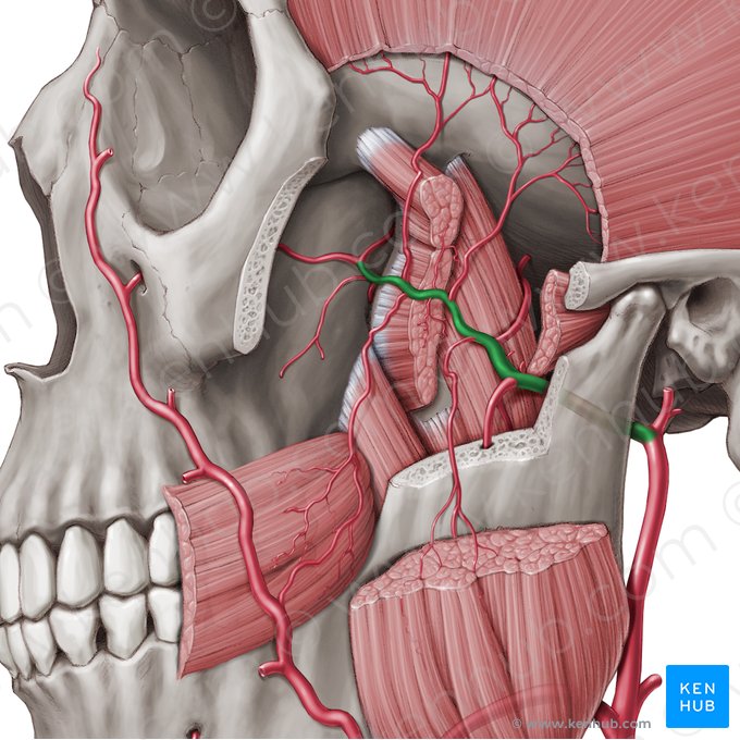 Maxillary artery (Arteria maxillaris); Image: Paul Kim