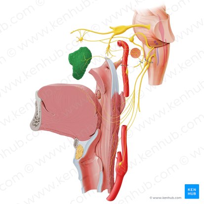 Parotid gland (Glandula parotidea); Image: Paul Kim