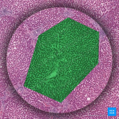 Hepatic lobule (Lobulus hepatis); Image: 