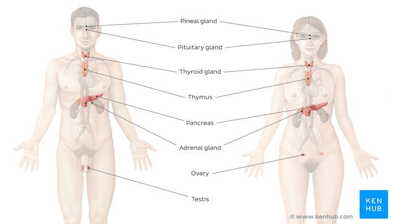 Organs of the endocrine system diagram