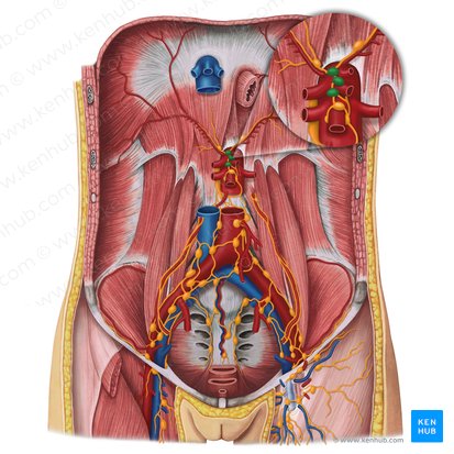 Celiac lymph nodes (Nodi lymphoidei coeliaci); Image: Irina Münstermann