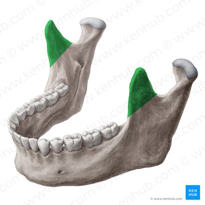 Processus coronoïde de la mandibule (Processus coronoideus mandibulae); Image : Yousun Koh