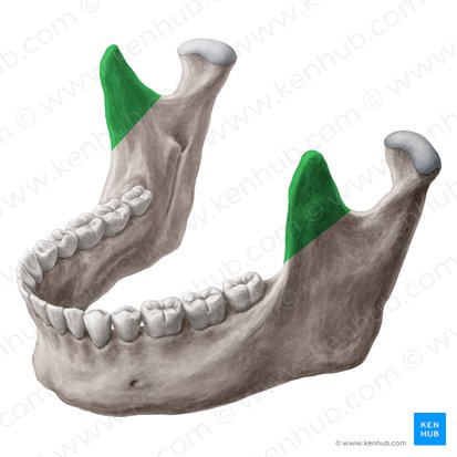 Proceso coronoides de la mandíbula (Processus coronoideus mandibulae); Imagen: Yousun Koh