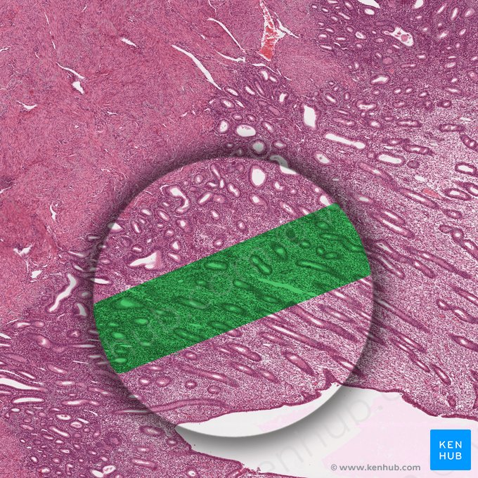 Stratum spongiosum; Image: 
