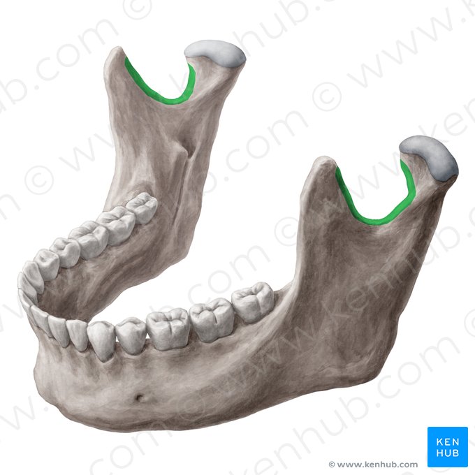 Incisura da mandíbula (Incisura mandibulae); Imagem: Yousun Koh