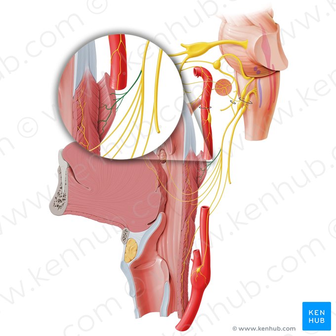 Stylopharyngeal branch of glossopharyngeal nerve (Ramus stylopharyngeus nervi glossopharyngei); Image: Paul Kim