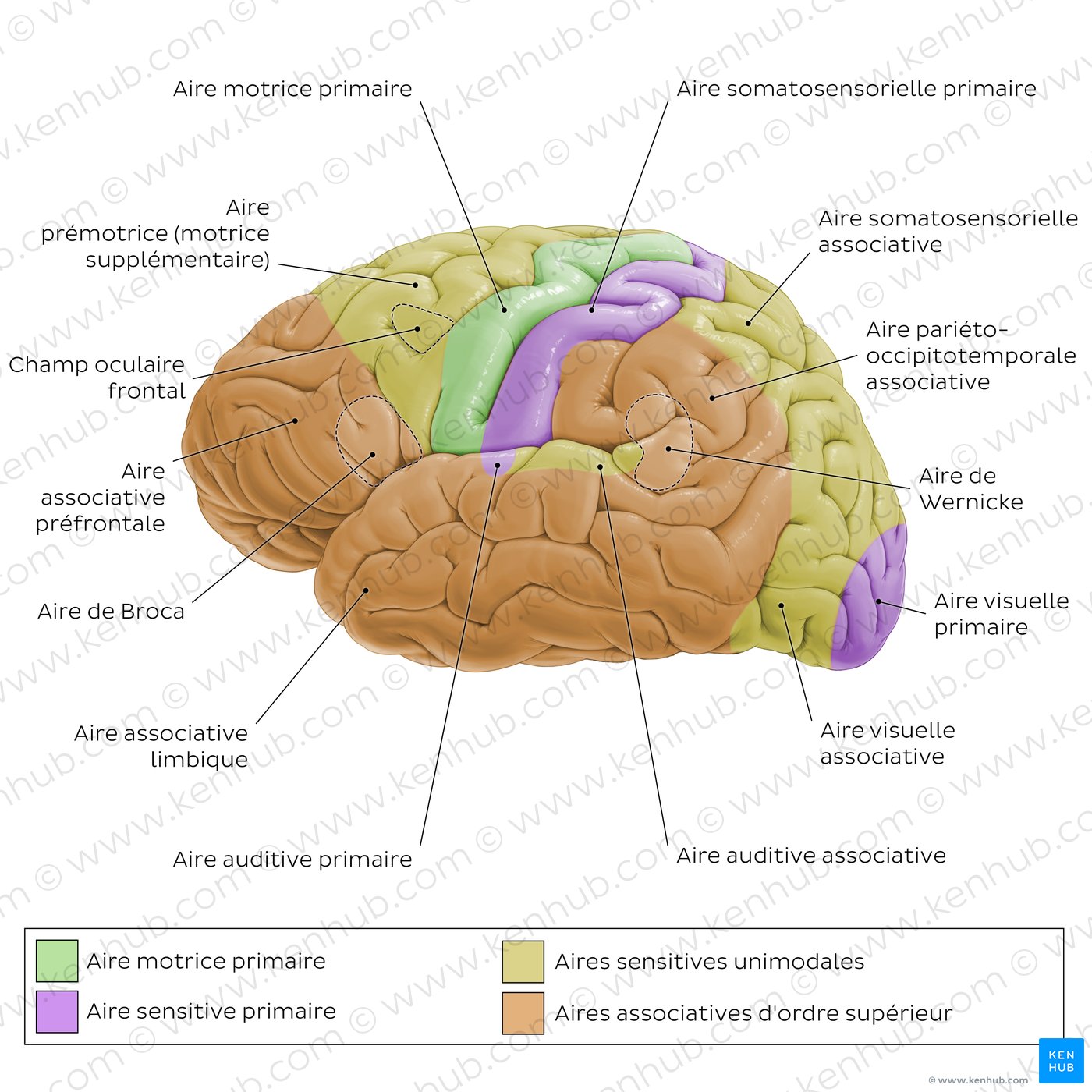 Aires fonctionnelles du cortex cérébral (schéma