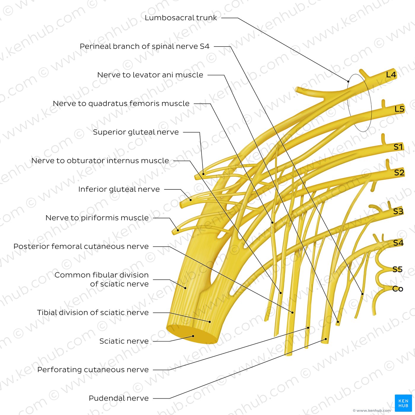 Sacral plexus: An overview