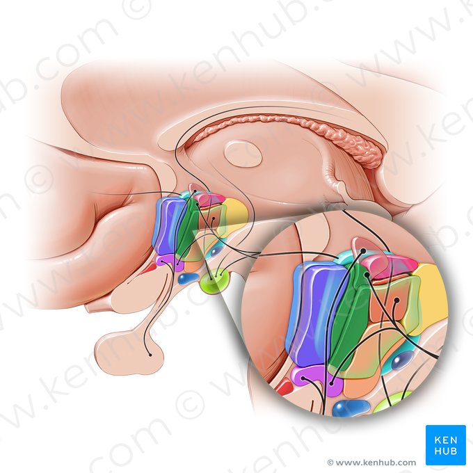 Núcleo hipotalámico anterior (Nucleus anterior hypothalami); Imagen: Paul Kim