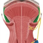 Musculus palatoglossus