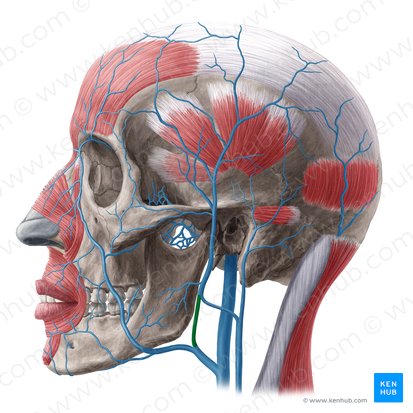 Anterior division of retromandibular vein (Divisio anterior venae retromandibularis); Image: Yousun Koh