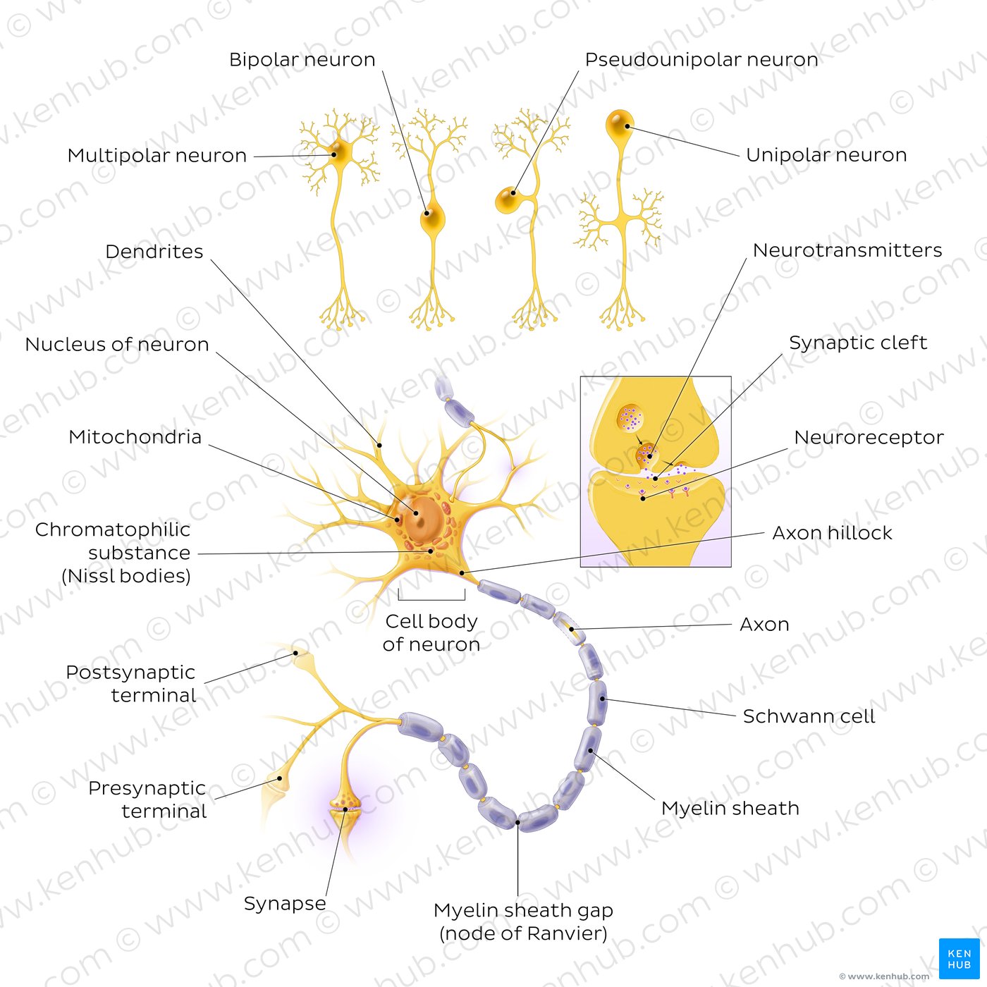 Neurons: Structure and types