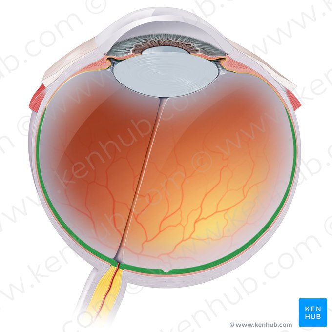 Parte óptica da retina (Pars optica retinae); Imagem: Paul Kim