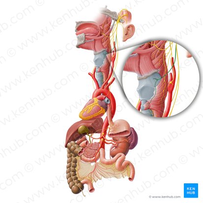 Superior laryngeal nerve (Nervus laryngeus superior); Image: Paul Kim