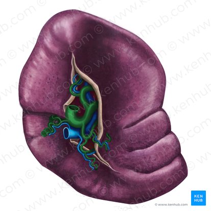 Splenic artery (Arteria splenica); Image: Irina Münstermann