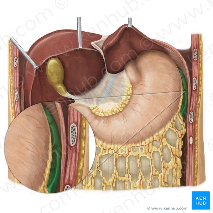 Spleen (Splen); Image: Irina Münstermann