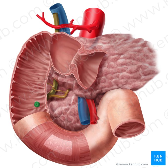 Papila duodenal mayor (Papilla major duodeni); Imagen: Begoña Rodriguez