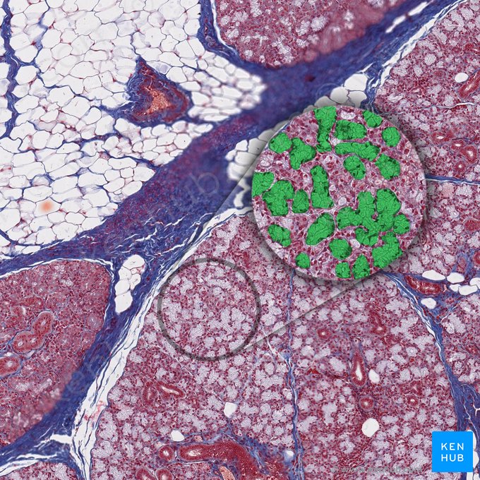 Mucous acinous (Acinus mucosus); Image: 