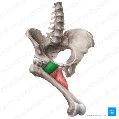 Músculo pectíneo (Musculus pectineus); Imagem: Liene Znotina