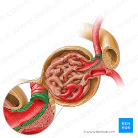 Kidney histology: Nephron, loop of Henle, functions | Kenhub