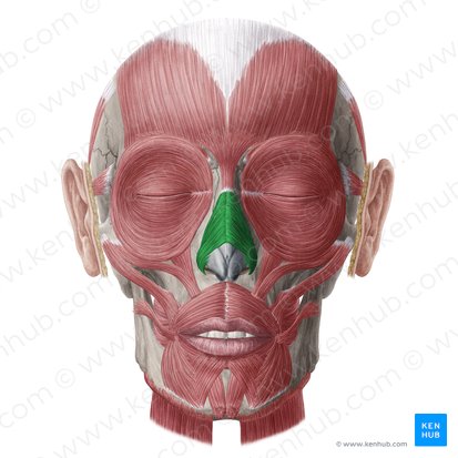 Músculo nasal (Musculus nasalis); Imagem: Yousun Koh