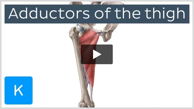 Thigh adductor outlet