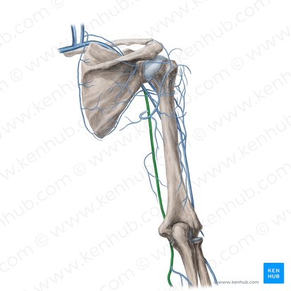 Basilic vein (Vena basilica); Image: Yousun Koh