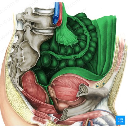 Peritoneum (Bauchfell); Bild: Irina Münstermann