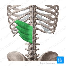 Serratus posterior inferior muscle (Musculus serratus posterior inferior); Image: Yousun Koh