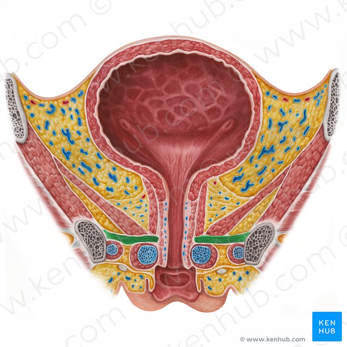 Músculo compressor da uretra (Musculus compressor urethrae); Imagem: Irina Münstermann