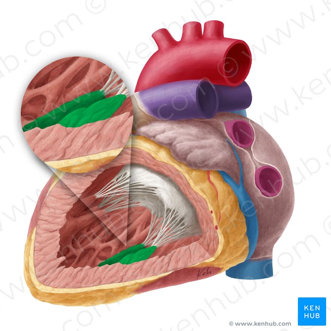 Músculo papilar posterior do ventrículo esquerdo (Musculus papillaris inferior ventriculi sinistri); Imagem: Yousun Koh