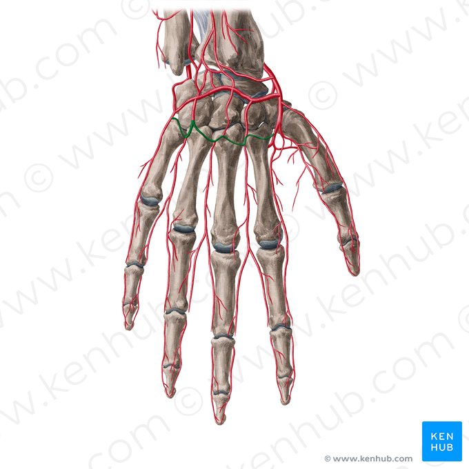 Basal metacarpal arch (Arcus metacarpeus basalis); Image: Yousun Koh