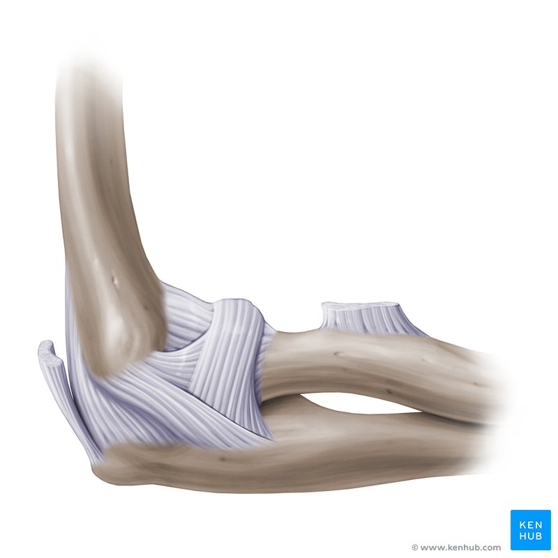 Vista lateral de la anatomía de la articulación del codo.