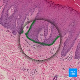 Estrato basal (Stratum basale epidermis); Imagen: 