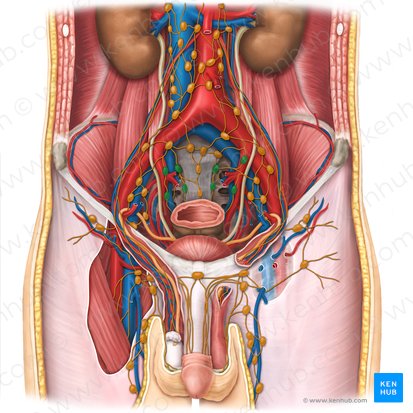 Nodi lymphoidei iliaci interni (Innere Beckenlymphknoten); Bild: Esther Gollan