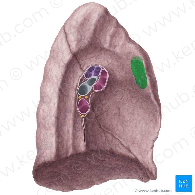 Thymic impression of left lung (Impressio thymi pulmonis sinistri); Image: Yousun Koh