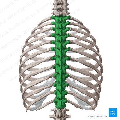 Thoracic vertebrae (Vertebrae thoracicae); Image: Yousun Koh