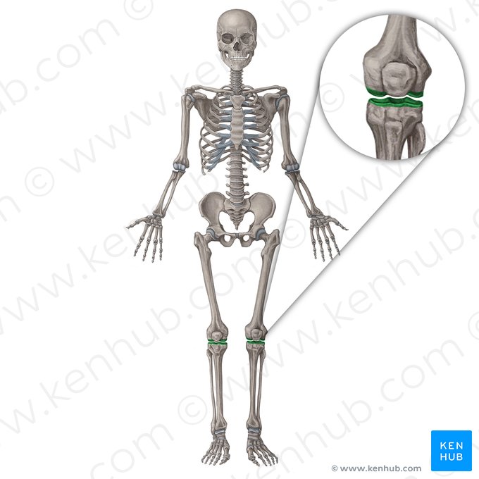 Articulación de la rodilla (Articulatio genus); Imagen: Irina Münstermann