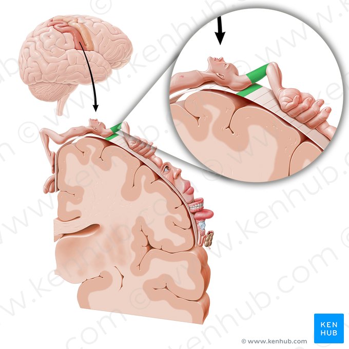 Sensory cortex of arm (Cortex sensorius regionis brachii); Image: Paul Kim