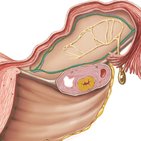 Ovarian artery
