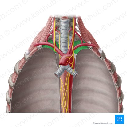 Cervical part of parietal pleura (Pars cervicalis pleurae parietalis); Image: Yousun Koh