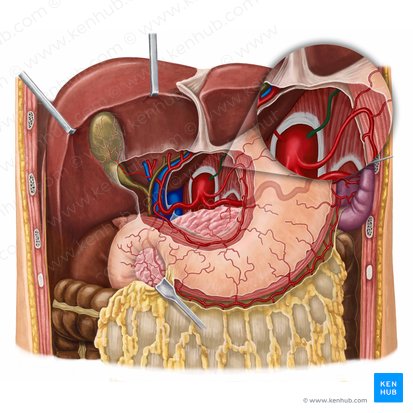 Left inferior phrenic artery (Arteria phrenica inferior sinistra); Image: Irina Münstermann