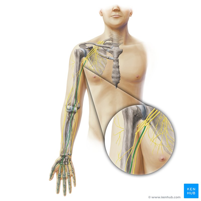 Median nerve: Origin and course