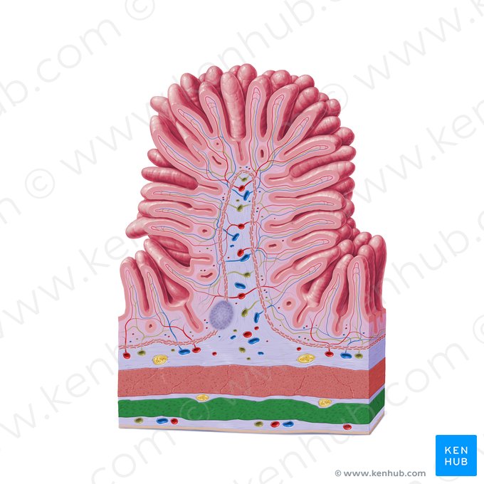 Stratum longitudinale externum tunicae muscularis (Äußere Längsmuskelschicht der Tunica muscularis); Bild: Paul Kim