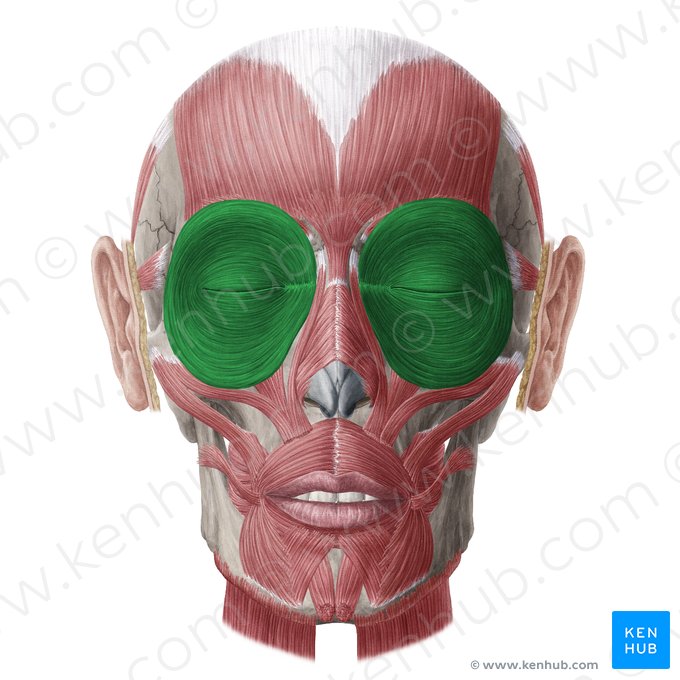 Músculos orbiculares dos olhos (Musculus orbicularis oculi); Imagem: Yousun Koh