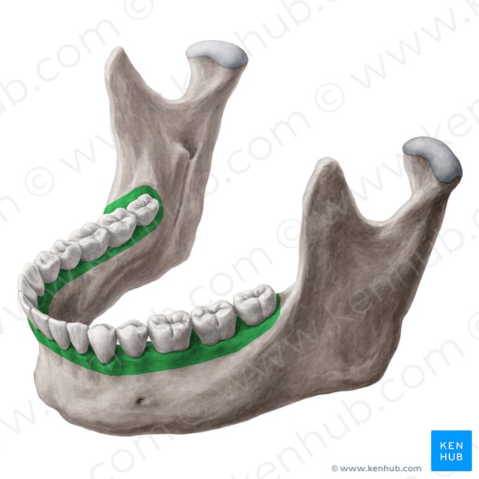 Pars alveolaris mandibulae (Alveolaranteil des Unterkieferknochens); Bild: Yousun Koh