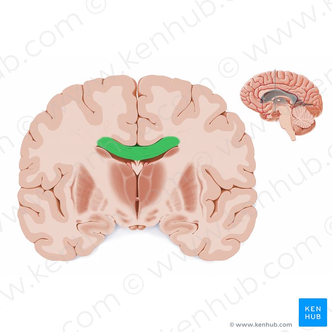 Tronco do corpo caloso (Truncus corporis callosi); Imagem: Paul Kim