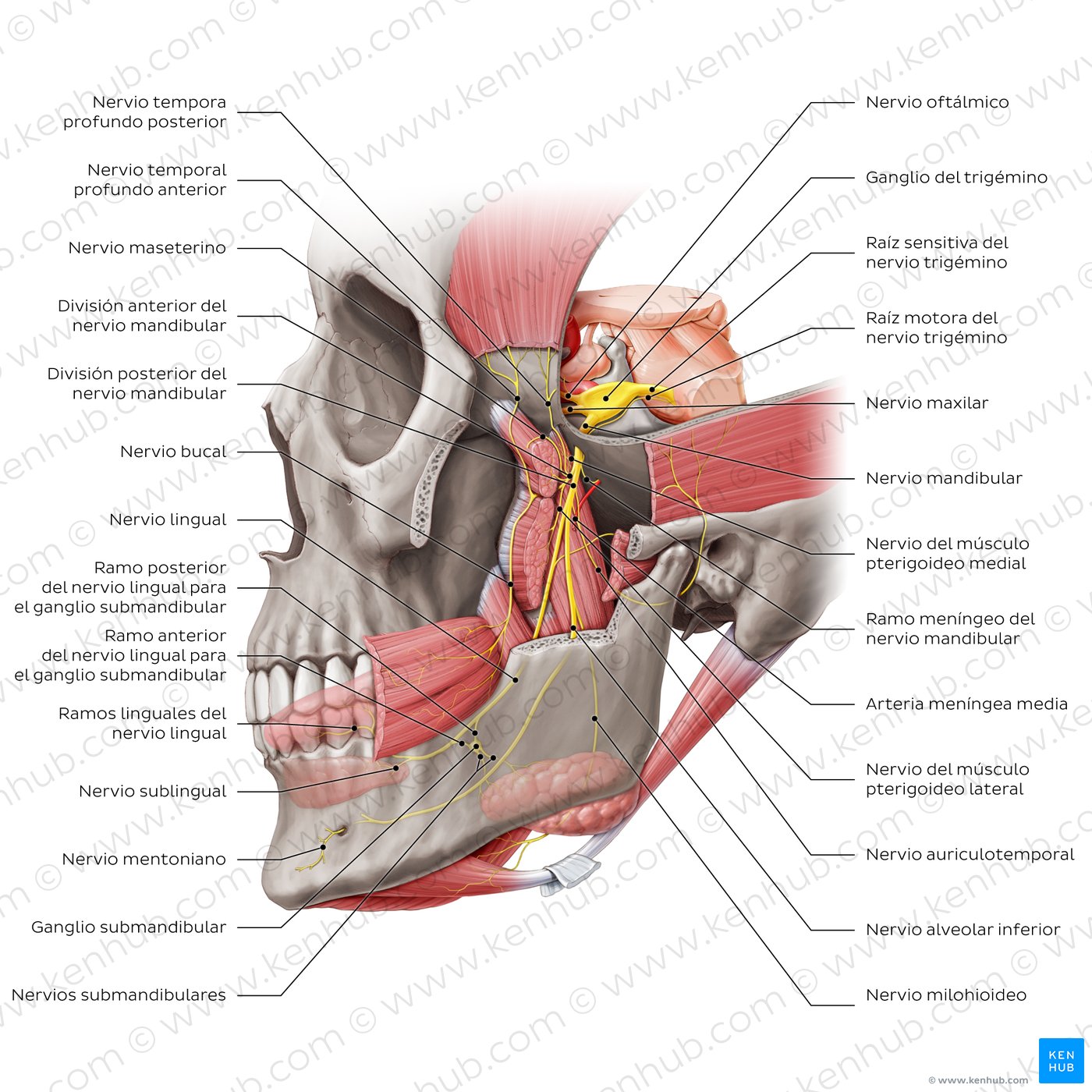 División mandibular del nervio trigémino (V3)