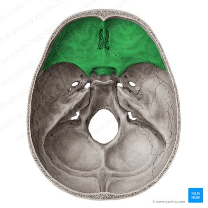 Fossa cranii anterior (Vordere Schädelgrube); Bild: Yousun Koh