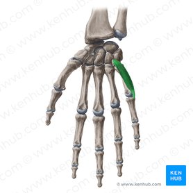 Músculo flexor curto do dedo mínimo da mão (Musculus flexor digiti minimi brevis manus); Imagem: Yousun Koh